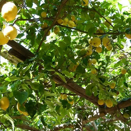 Marina Grande & Apartamento *